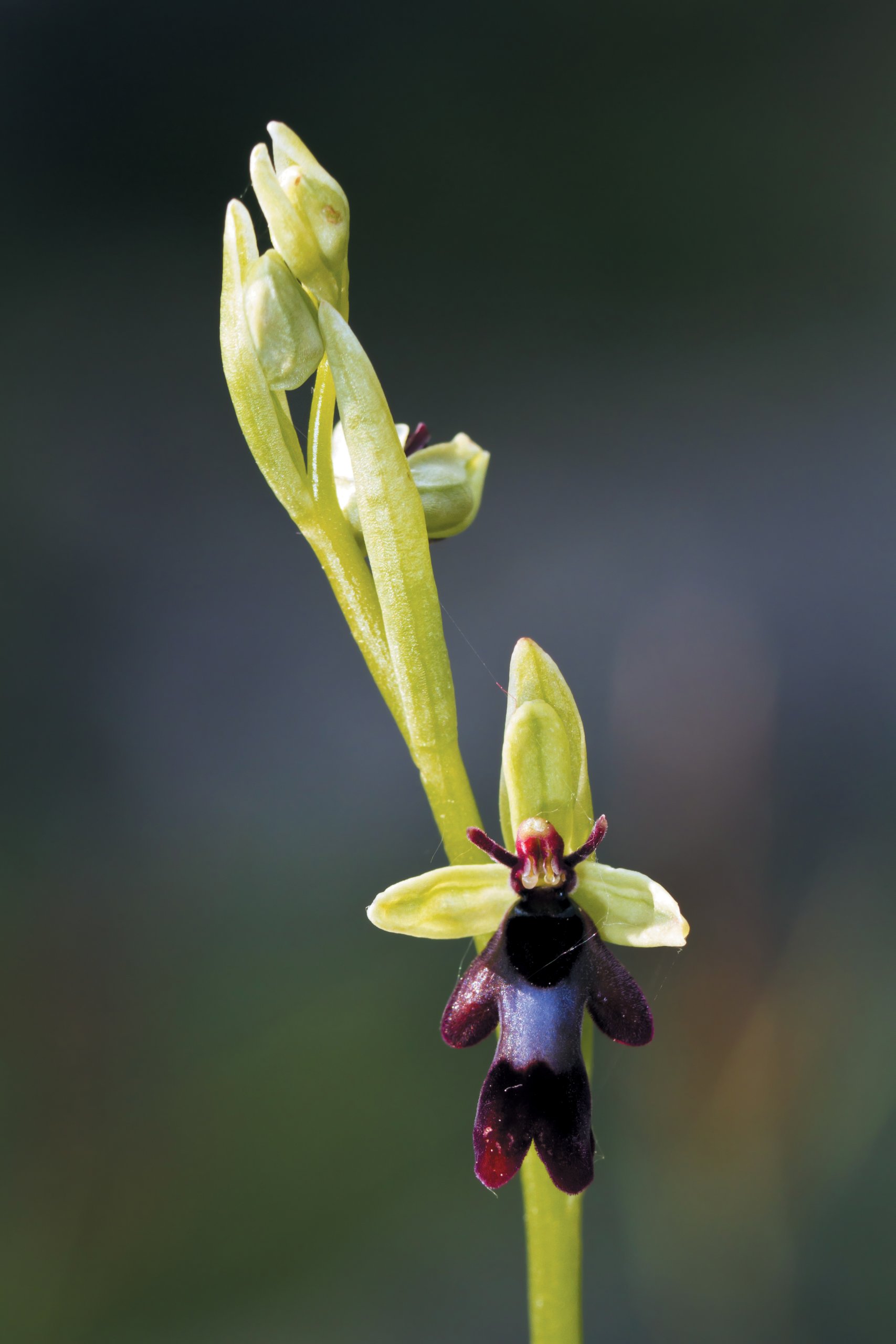 fly orchid