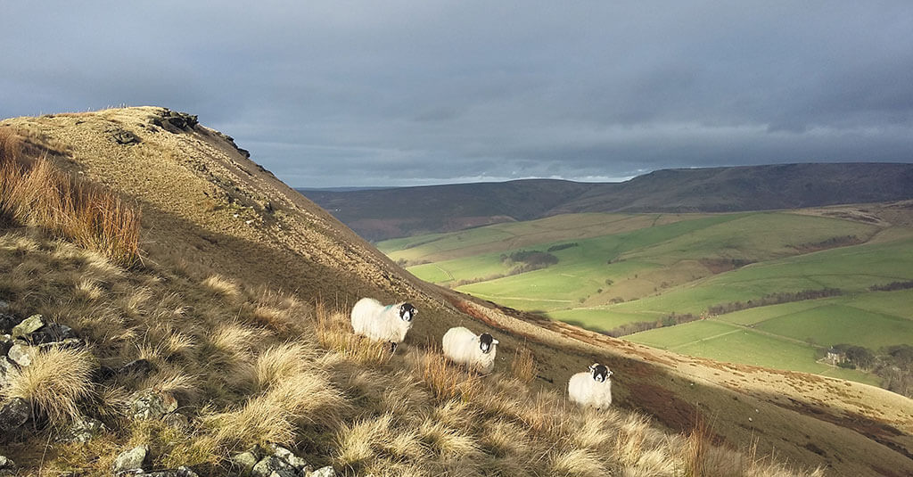 Sunlit-sheep-on-Mount-Famine