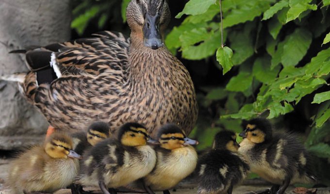 Bakewell-Ducks-by-Kay-Fairest-@kayfairest-9677