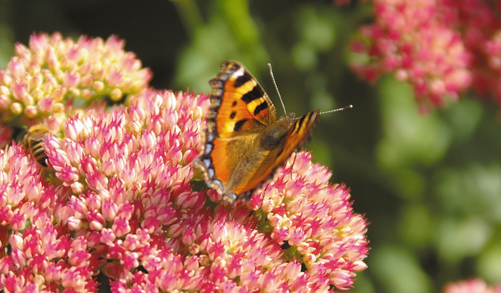 butterfly Derbyshire Garden