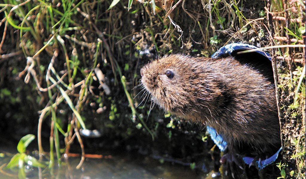 water-vole-close-up