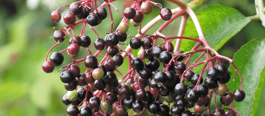 4.-Elderberries