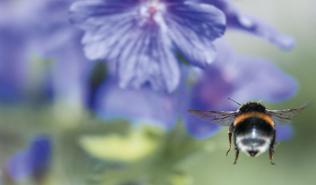 Photograph by Martin Hopkinson