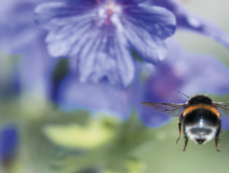 Photograph by Martin Hopkinson