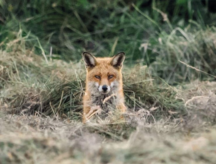 Fox-by-@the_lone_wolf_captures