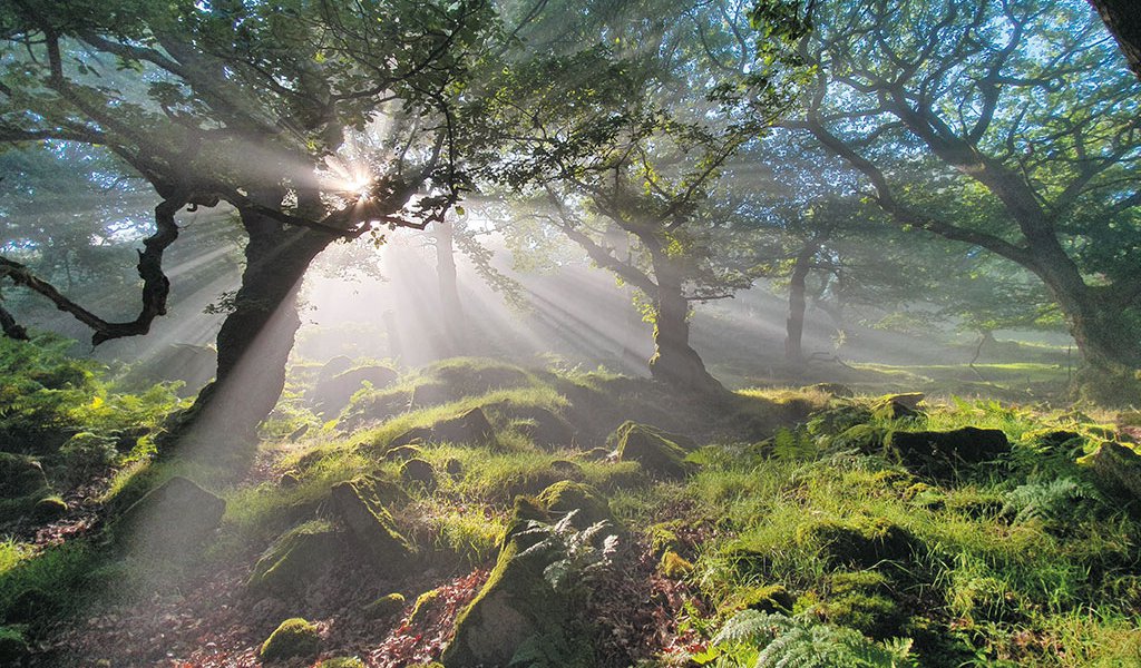 Morning-Mists,-Mark-Darlington