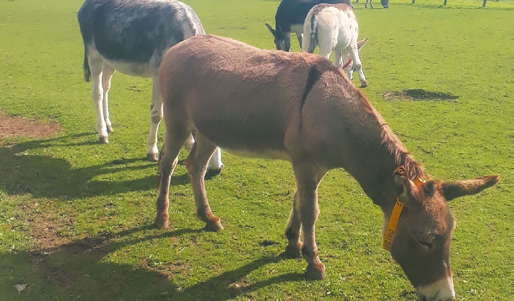 Donkey-Sanctuary-Derbyshire