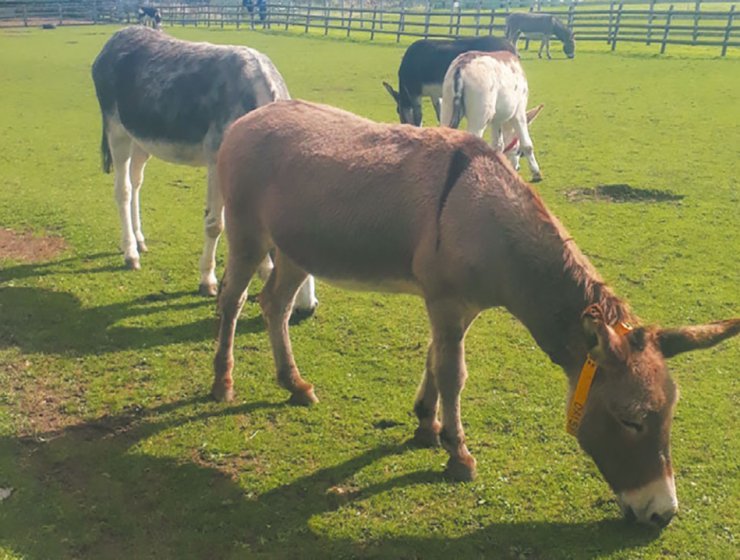 Donkey-Sanctuary-Derbyshire
