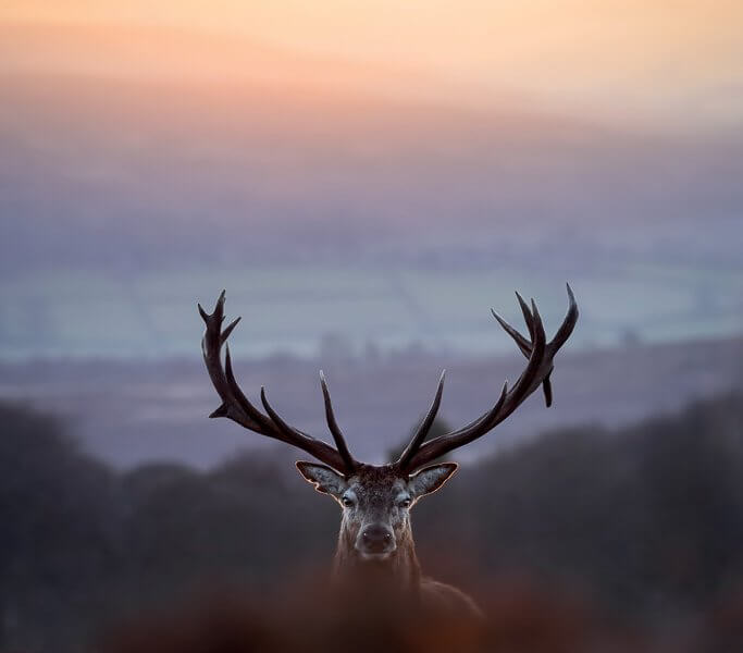 Stag (Bruce) by Wesley Kristopher
