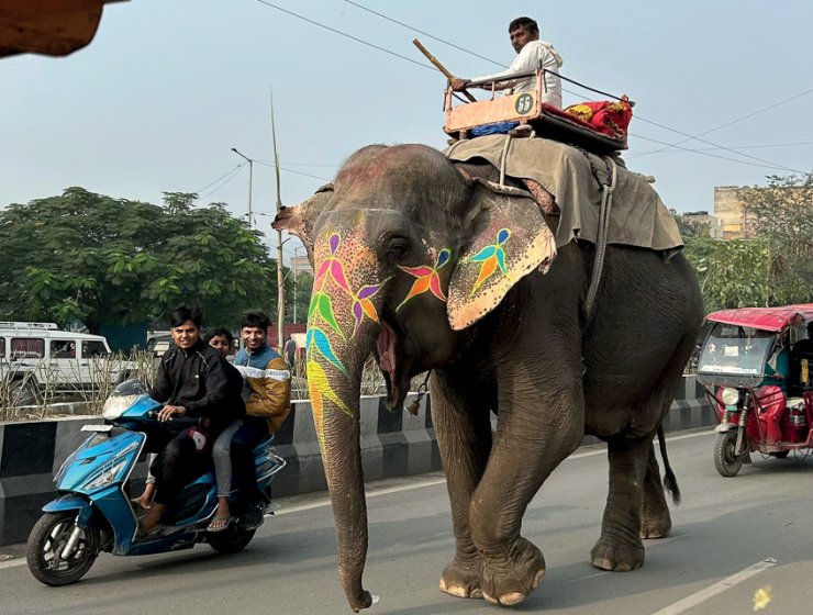 An elephant, a motor bike and a tuk-tuk share this Indian road.
