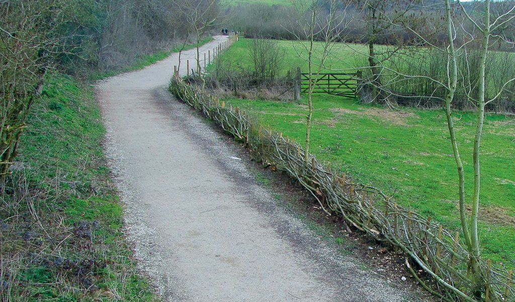 A newly-laid hedge at Carsington.