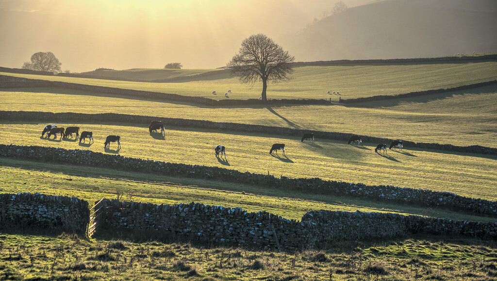 EMERALD FIELDS:  The fields around Wetton look to have shades of emerald in the morning sunshine.