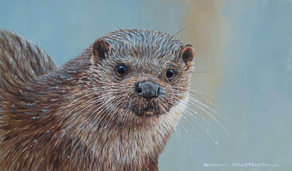 ARTIST Richard Whittlestone, who has a gallery at Pilsley, has just finished work on a painting for the UK Wild Otter Trust. He is donating the painting for the Trust’s funds and it will be part of the charity’s auction later this year. Check out more of Richard’s work at www.richardwhittlestone.co.uk