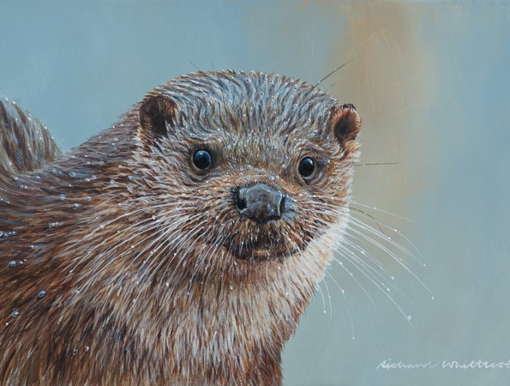 ARTIST Richard Whittlestone, who has a gallery at Pilsley, has just finished work on a painting for the UK Wild Otter Trust. He is donating the painting for the Trust’s funds and it will be part of the charity’s auction later this year. Check out more of Richard’s work at www.richardwhittlestone.co.uk