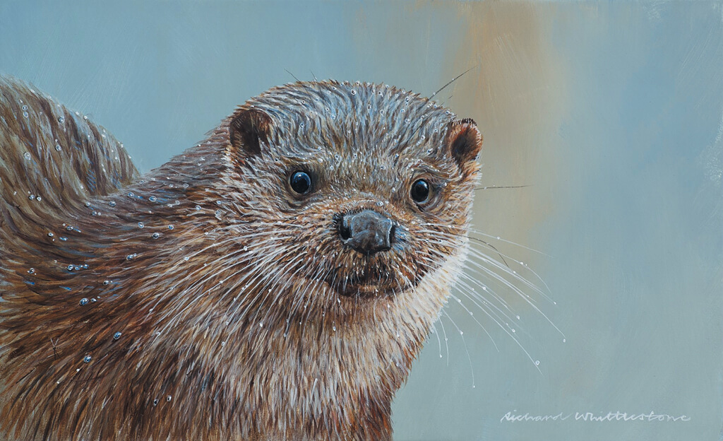 ARTIST Richard Whittlestone, who has a gallery at Pilsley, has just finished work on a painting for the UK Wild Otter Trust. He is donating the painting for the Trust’s funds and it will be part of the charity’s auction later this year. Check out more of Richard’s work at www.richardwhittlestone.co.uk