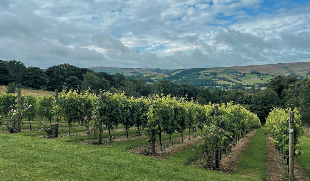 The Hope Valley Vineyard, high above Hathersage. Picture by Fiona Stubbs.