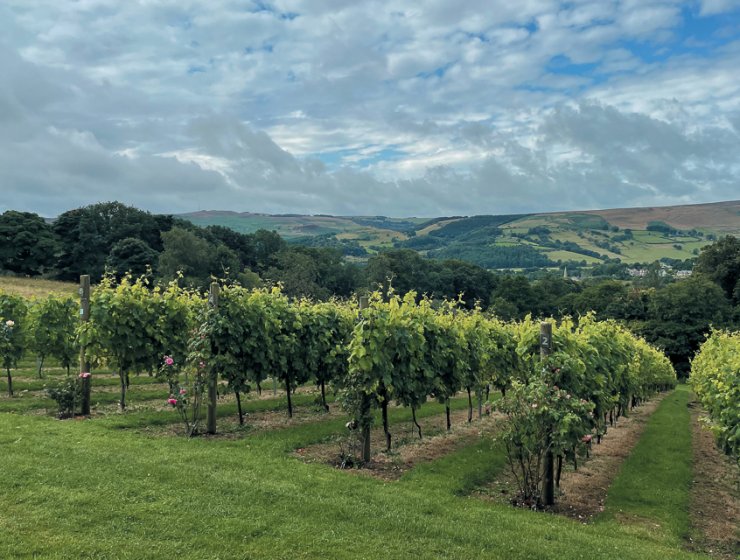 The Hope Valley Vineyard, high above Hathersage. Picture by Fiona Stubbs.