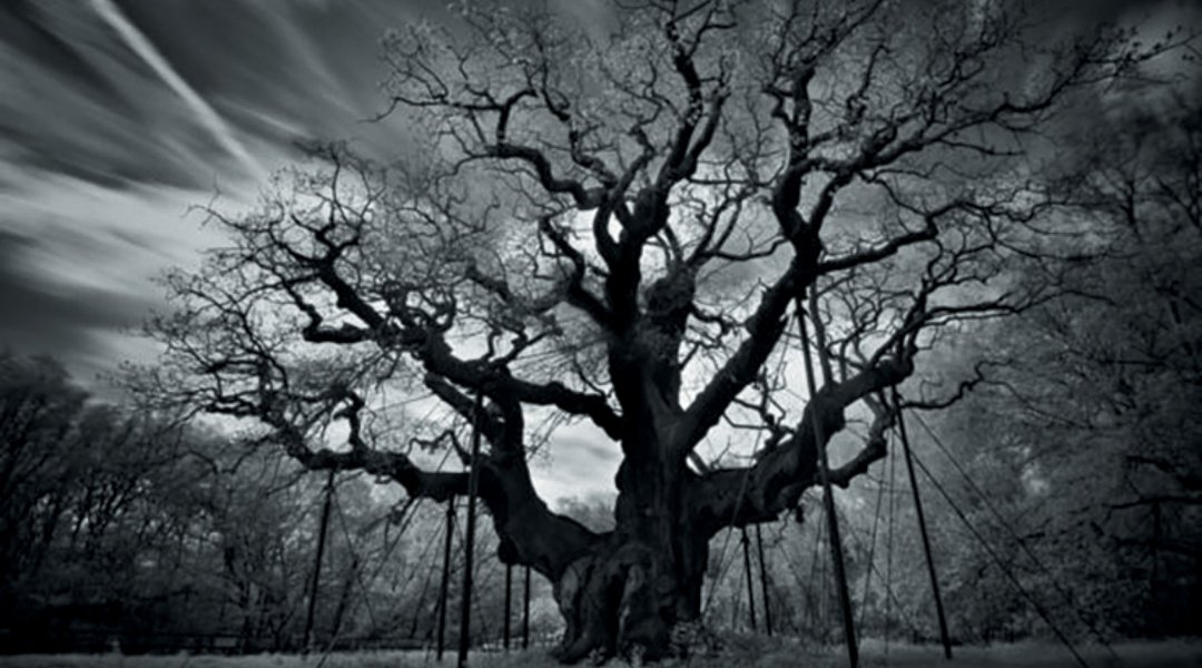 John’s photo of the Major Oak at Sherwood Forest.