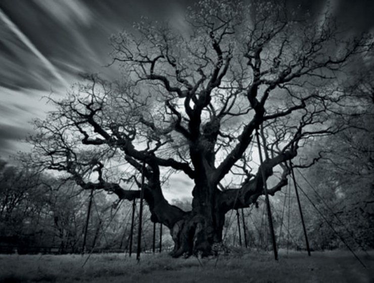 John’s photo of the Major Oak at Sherwood Forest.