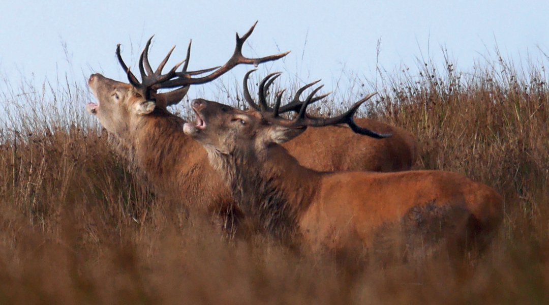 Parallel walking roaring stags