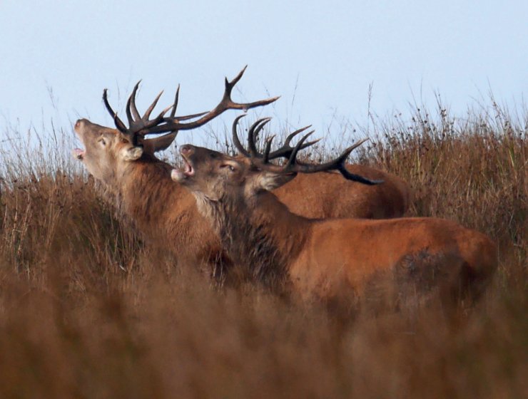 Parallel walking roaring stags