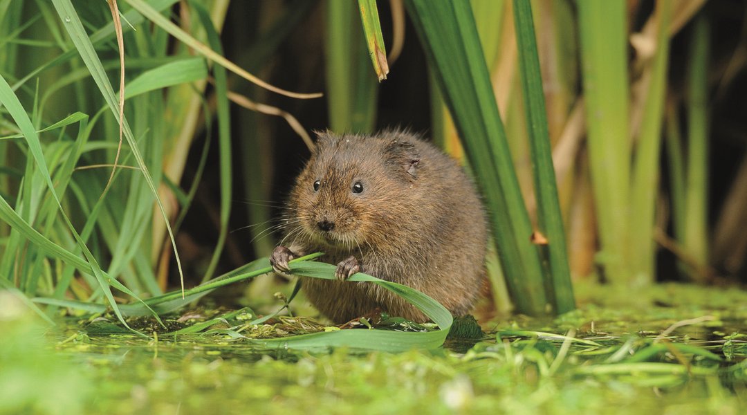 Water vole. Picture: Terry Whittaker