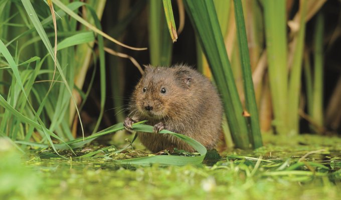 Water vole. Picture: Terry Whittaker
