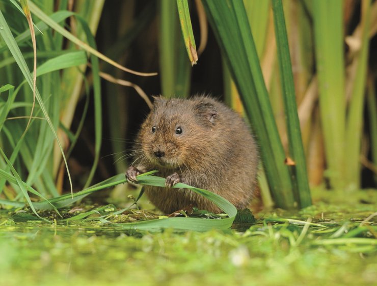 Water vole. Picture: Terry Whittaker
