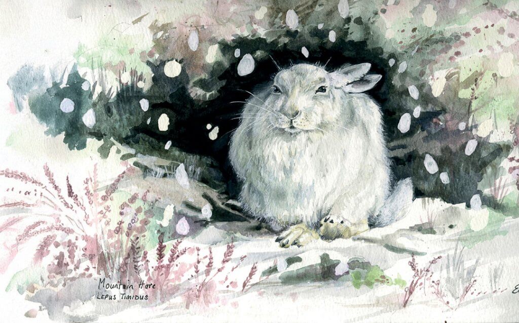 A Peak District mountain hare, in its winter white coat, shelters in a snow storm