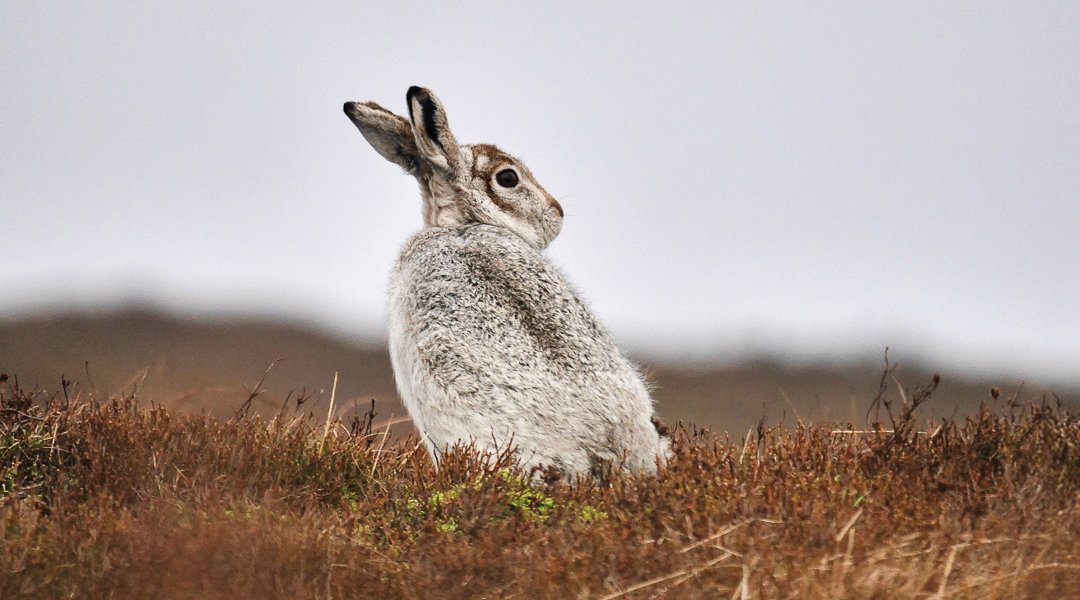 Mountain hare in the Dark Peak