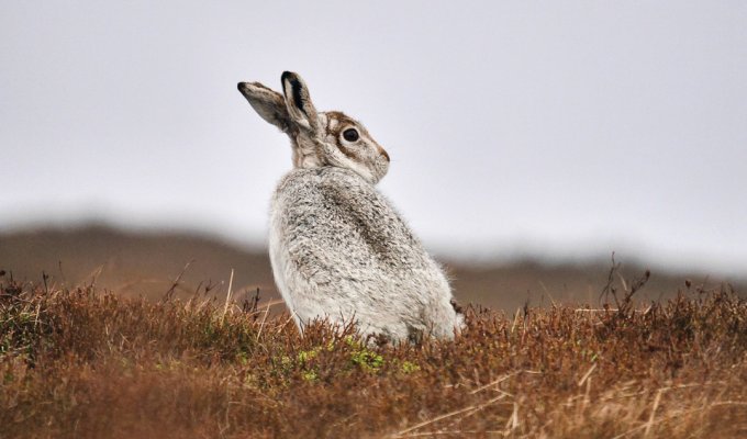 Mountain hare in the Dark Peak
