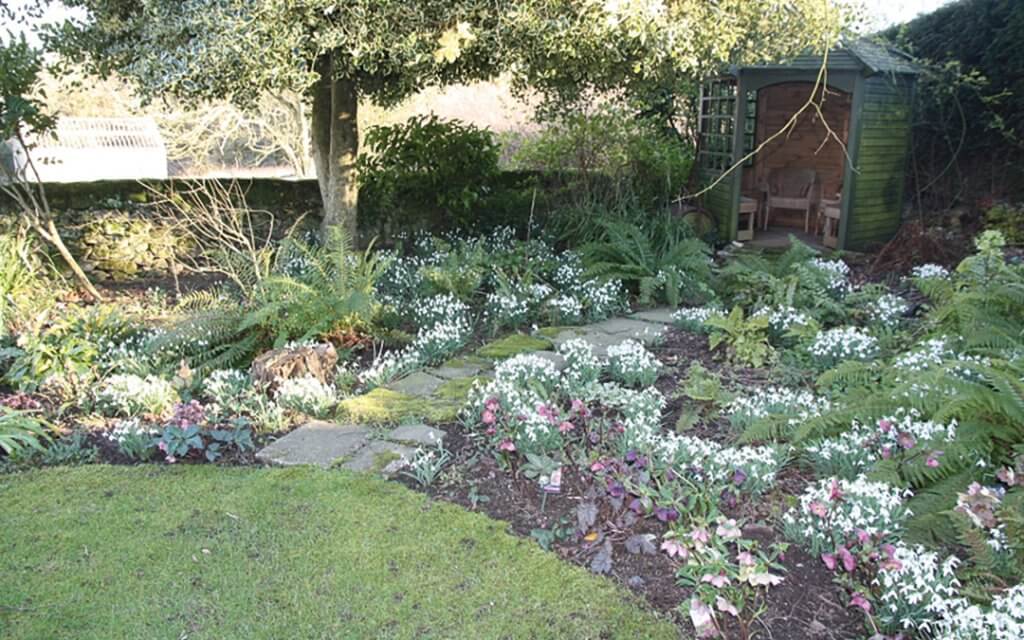 Snowdrops at The Old Vicarage