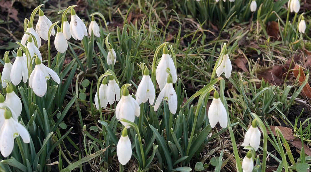 Snowdrops. Picture: Fiona Stubbs