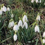 Snowdrops. Picture: Fiona Stubbs