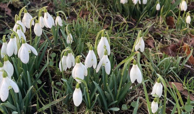 Snowdrops. Picture: Fiona Stubbs