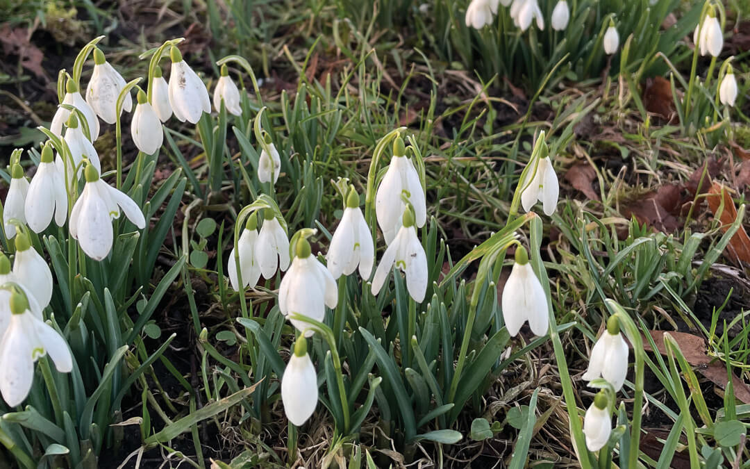 Hello snowdrops … the first signs of spring - Reflections Magazine