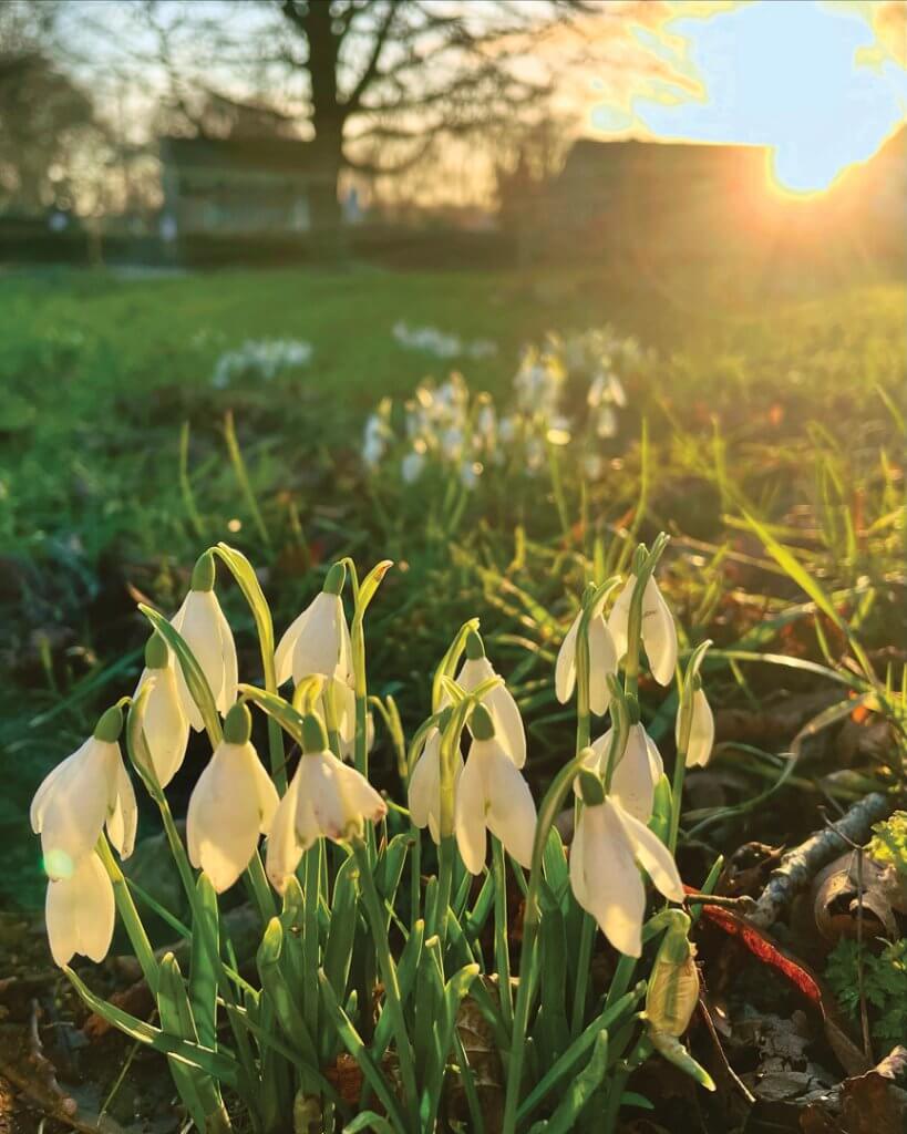 Snowdrops in late afternoon sunshine. Picture: Fiona Stubbs