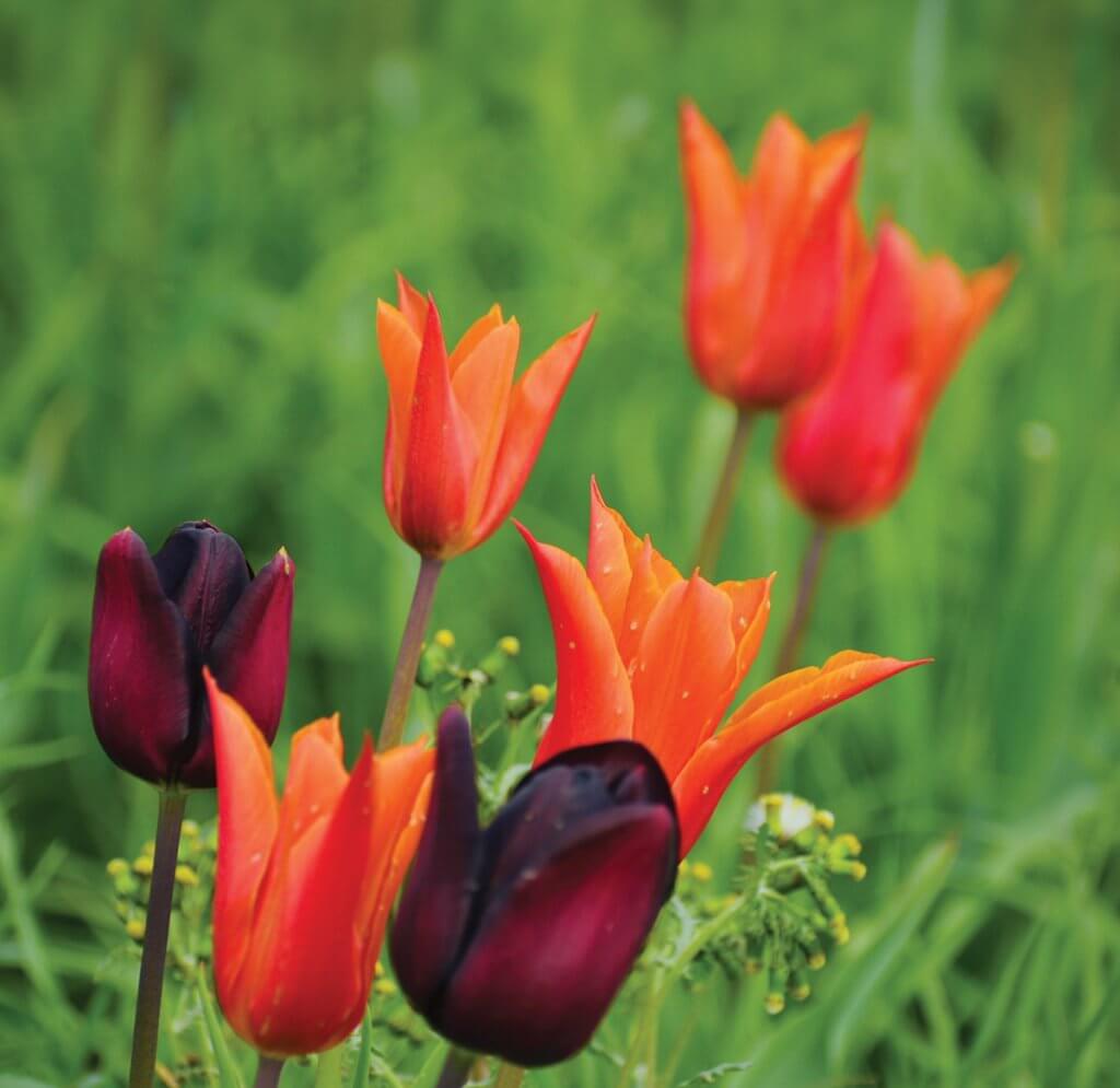 Tulips: Fiona Stubbs