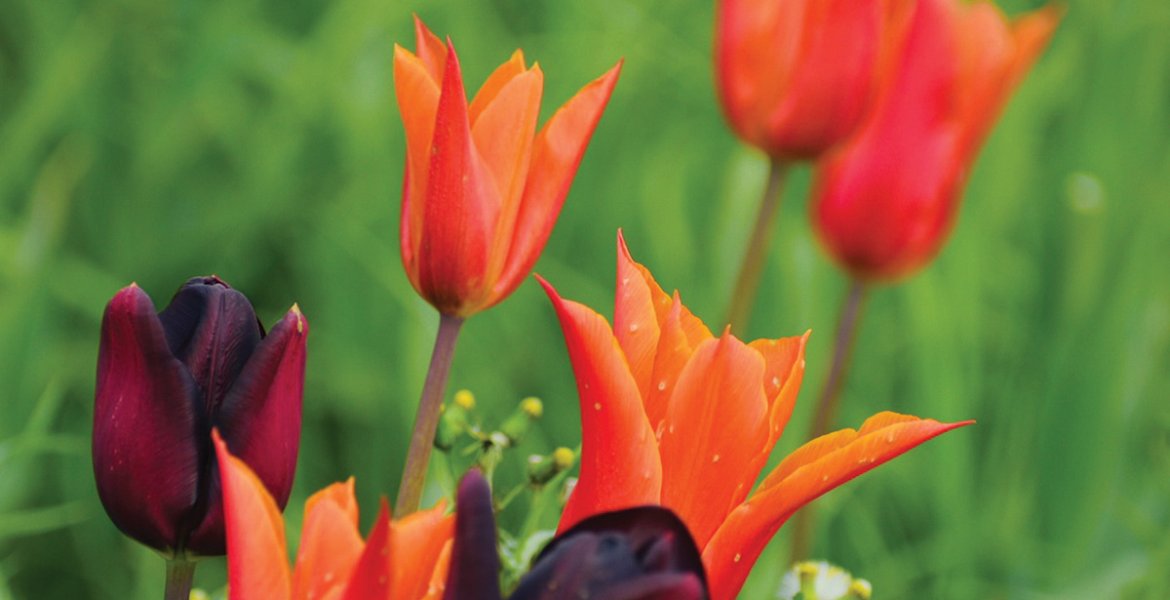 Tulips by Fiona Stubbs