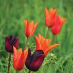 Tulips by Fiona Stubbs