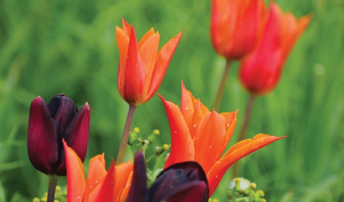 Tulips by Fiona Stubbs