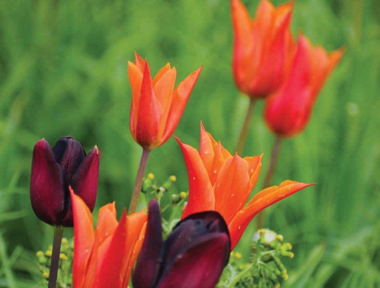 Tulips by Fiona Stubbs