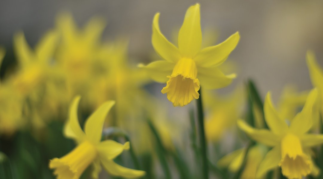 Daffodils. Picture: Fiona Stubbs