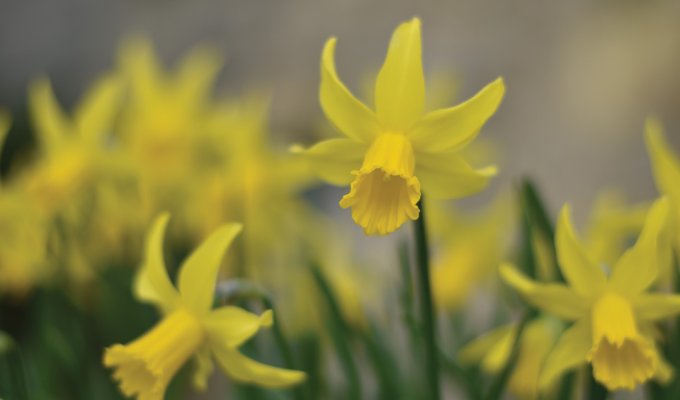 Daffodils. Picture: Fiona Stubbs