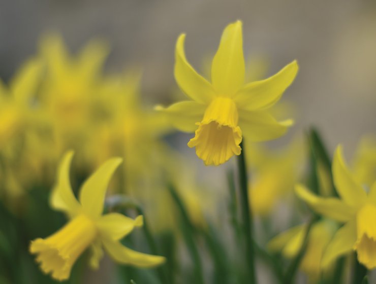 Daffodils. Picture: Fiona Stubbs