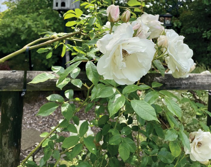 Roses are in full bloom in June Picture: Fiona Stubbs