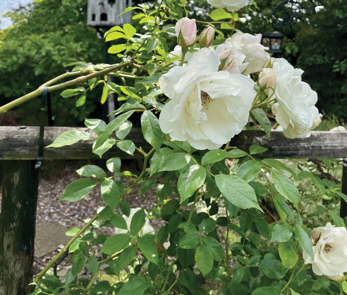 Roses are in full bloom in June Picture: Fiona Stubbs