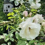 Roses are in full bloom in June Picture: Fiona Stubbs