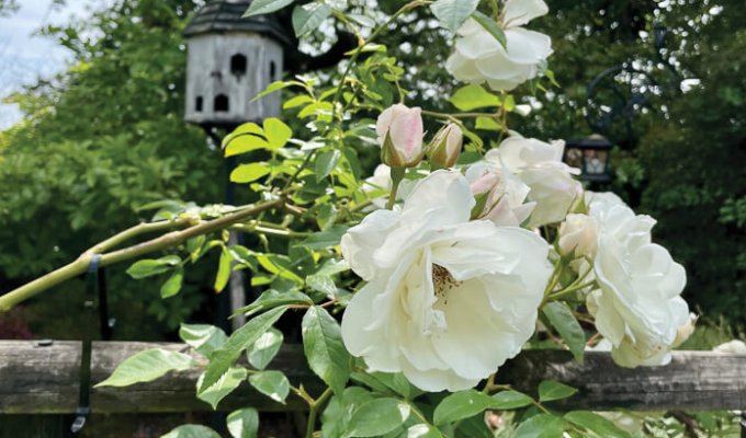 Roses are in full bloom in June Picture: Fiona Stubbs