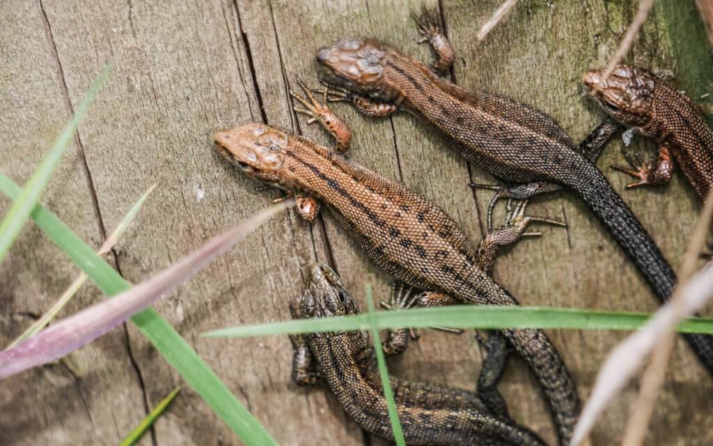 A group of common lizards
